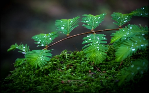 Moss and Green Grass in the Forest Macro