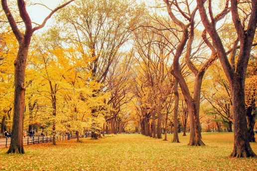 Autumn Trees in the Old Park