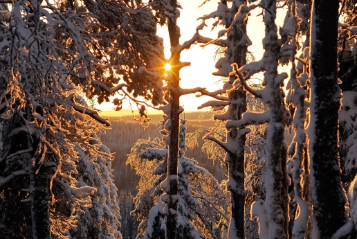 Beautiful Winter Forest and Trees with Snow