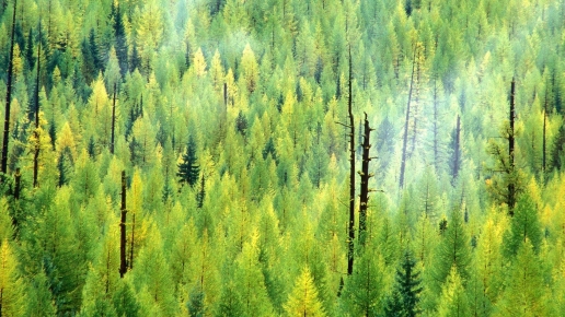 Beautiful Green and Yellow Pine Forest